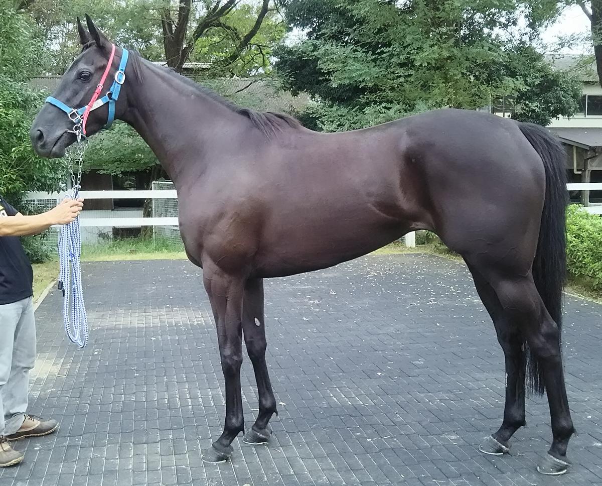 ヴィオレッタ　Violetta　　牝　３歳　※中央競馬　登録抹消_main1