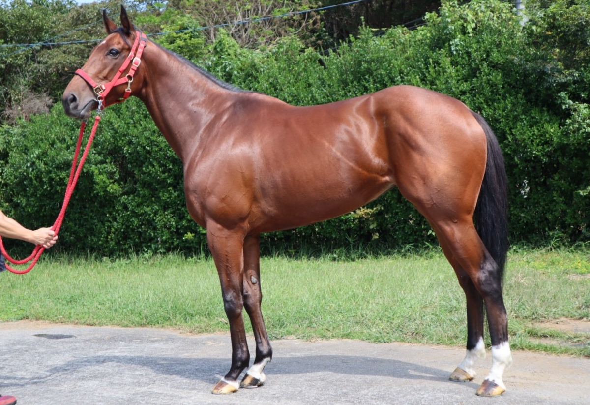 ウィズアウィッシュ　With a Wish　　牝　７歳　　※中央競馬　登録抹消_main1