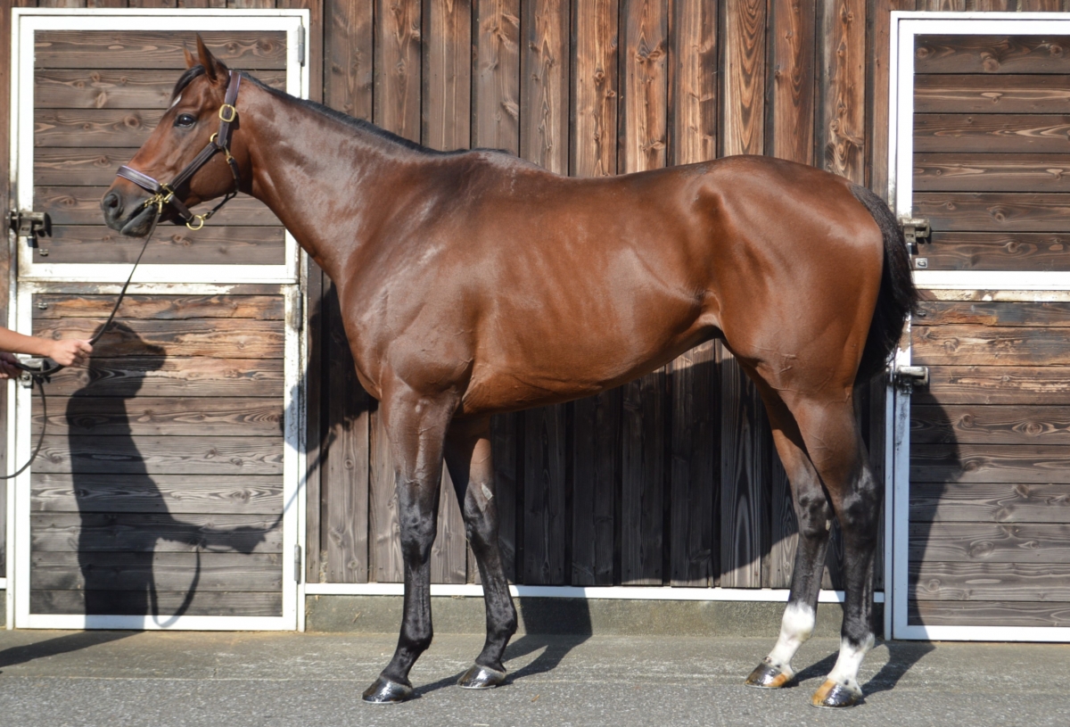 ジュディシャス Judicious 牡 4歳 ※中央競馬 登録抹消