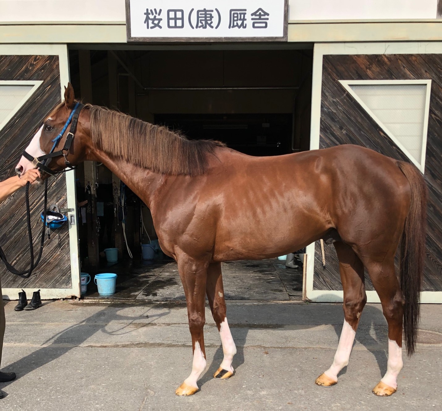 ロジチャリス Logi Chalice 牡 8歳 ※地方競馬 在籍 ロジチャリス Logi Chalice 牡 8歳 ※地方競馬 在籍