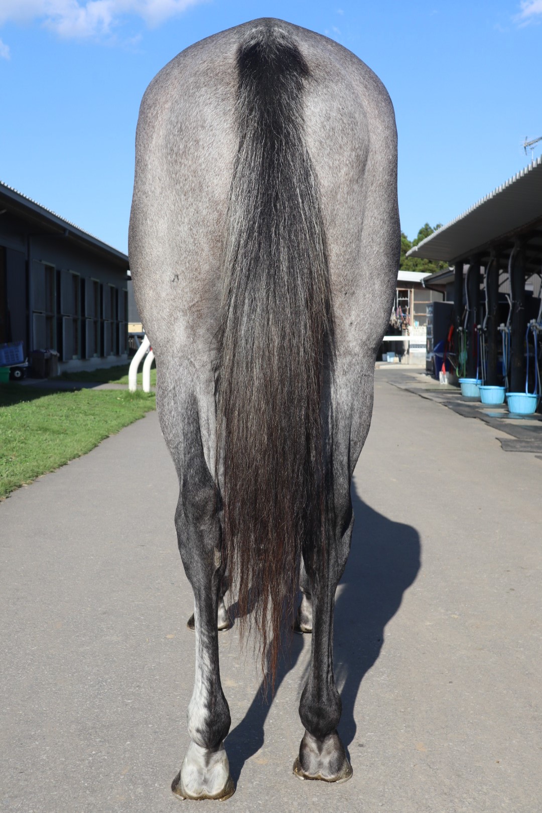 コスモユニック Cosmo Unique 牡 2歳 ※中央競馬 登録抹消