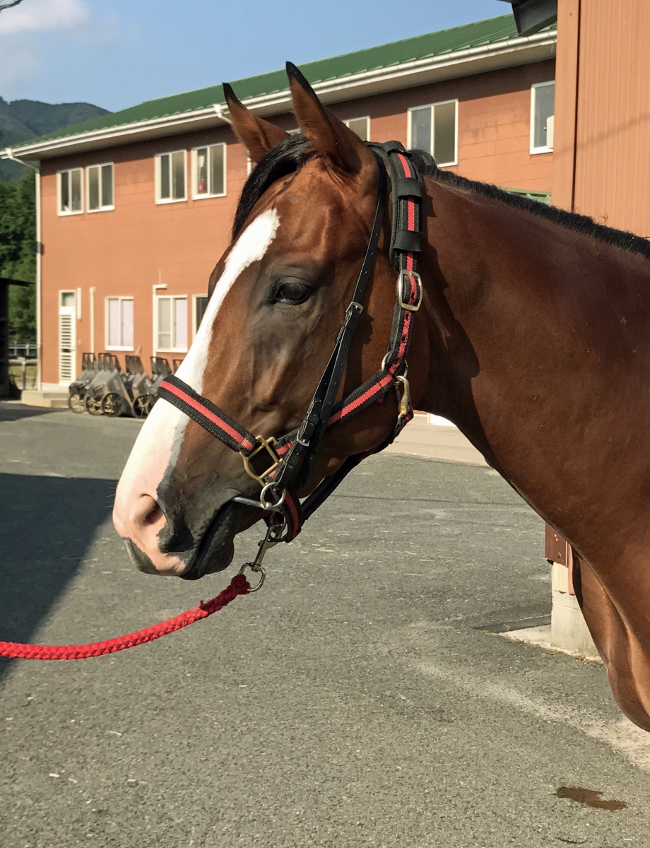 エイシンクウカイ A Shin Kukai 牡 3歳 ※中央競馬 登録抹消