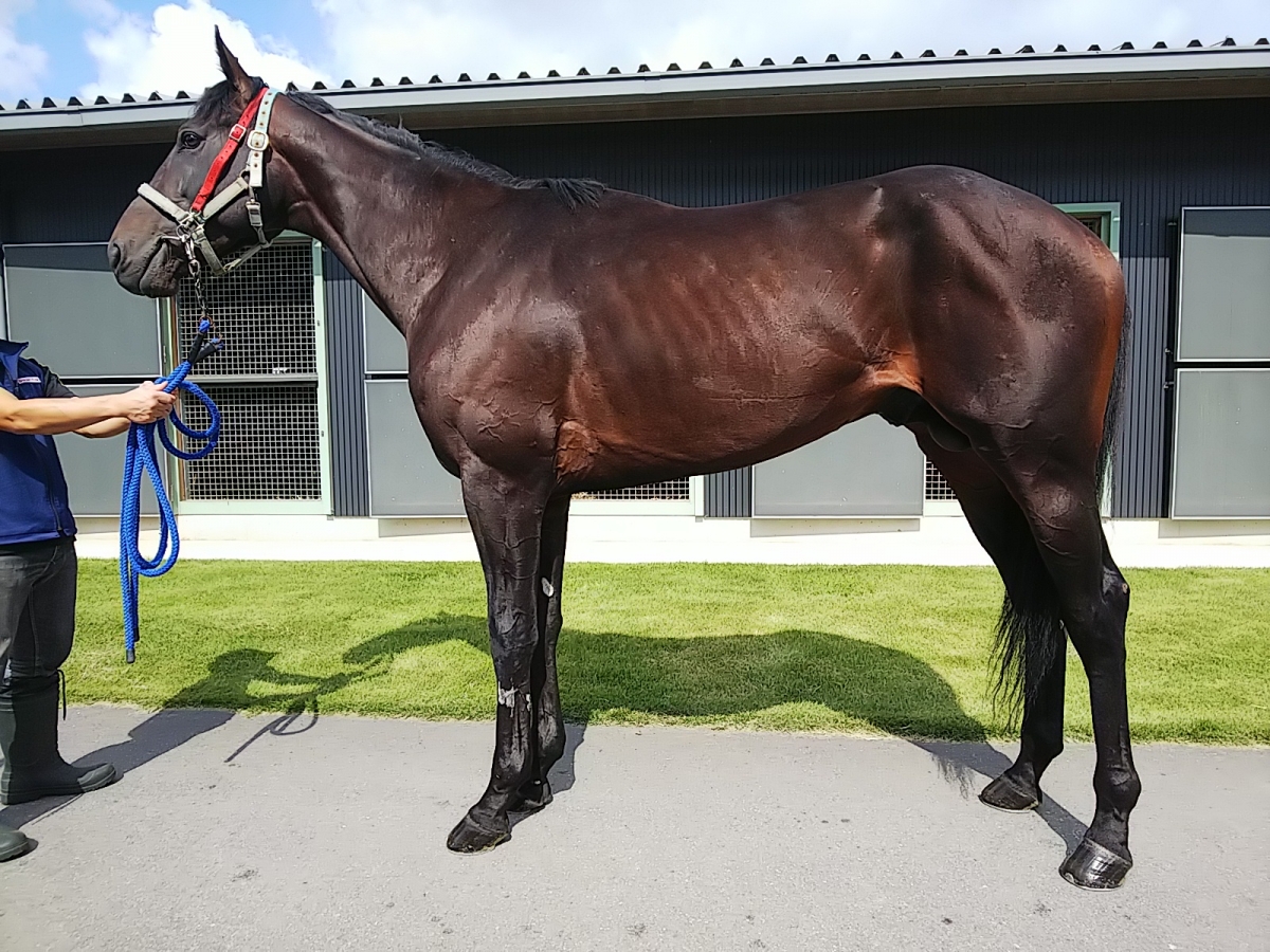 シュメッターリング　Schmetterling　　牡　３歳　　※中央競馬　登録抹消_main1