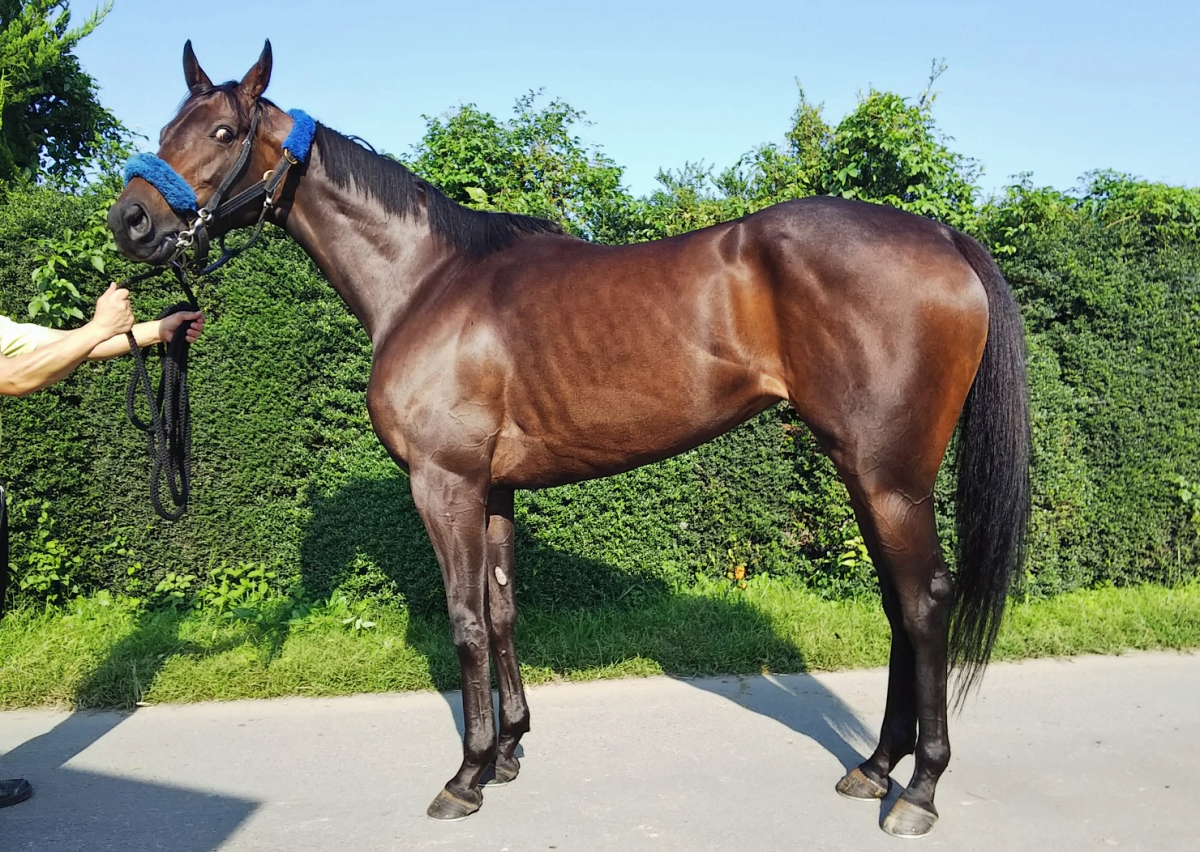 ミルキークォーツ　Milky Quartz　　牝　３歳　　※中央競馬　登録抹消_main1