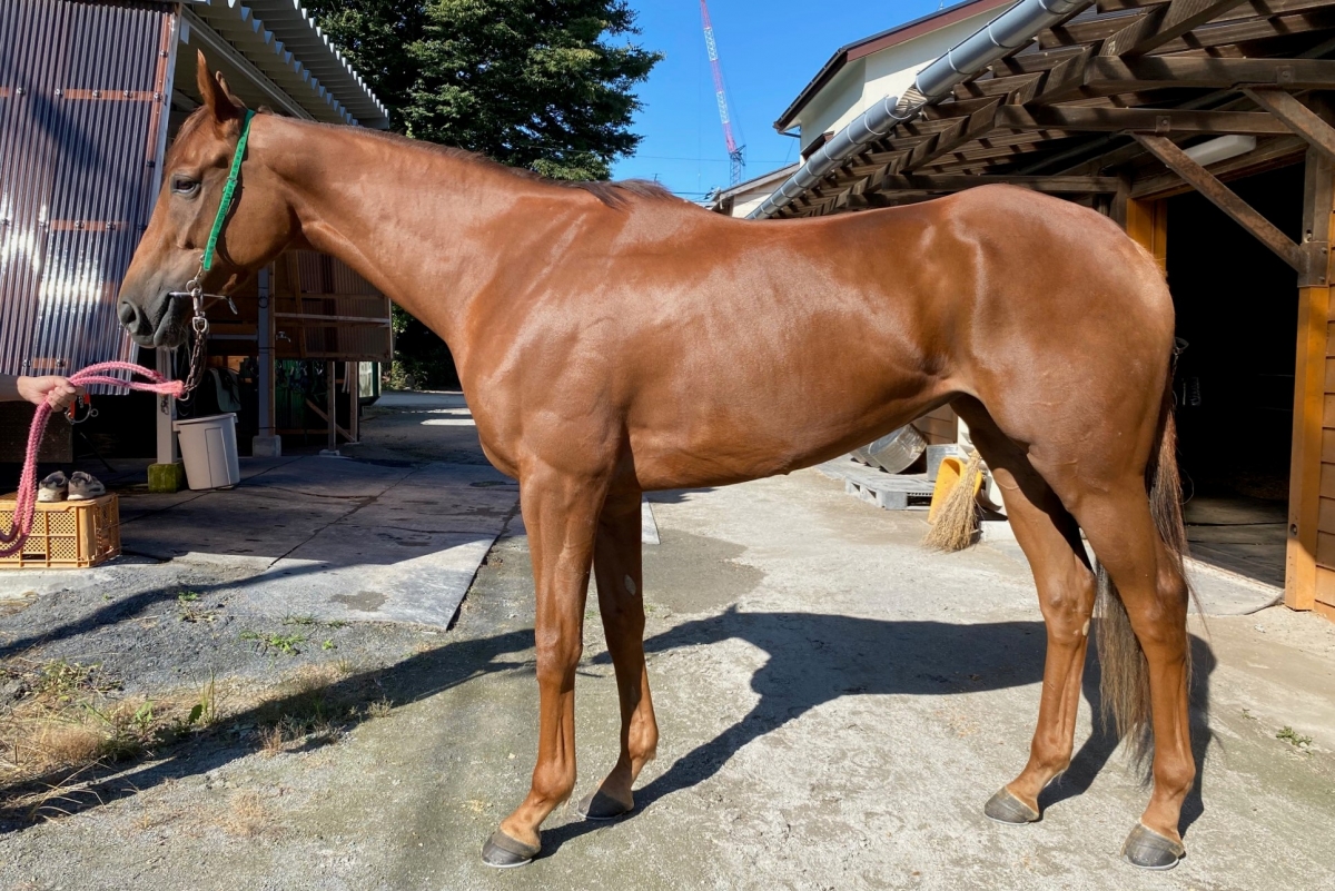 ヴィヴァンフィーユ Vivant Fille 牝 4歳 ※地方競馬 在籍