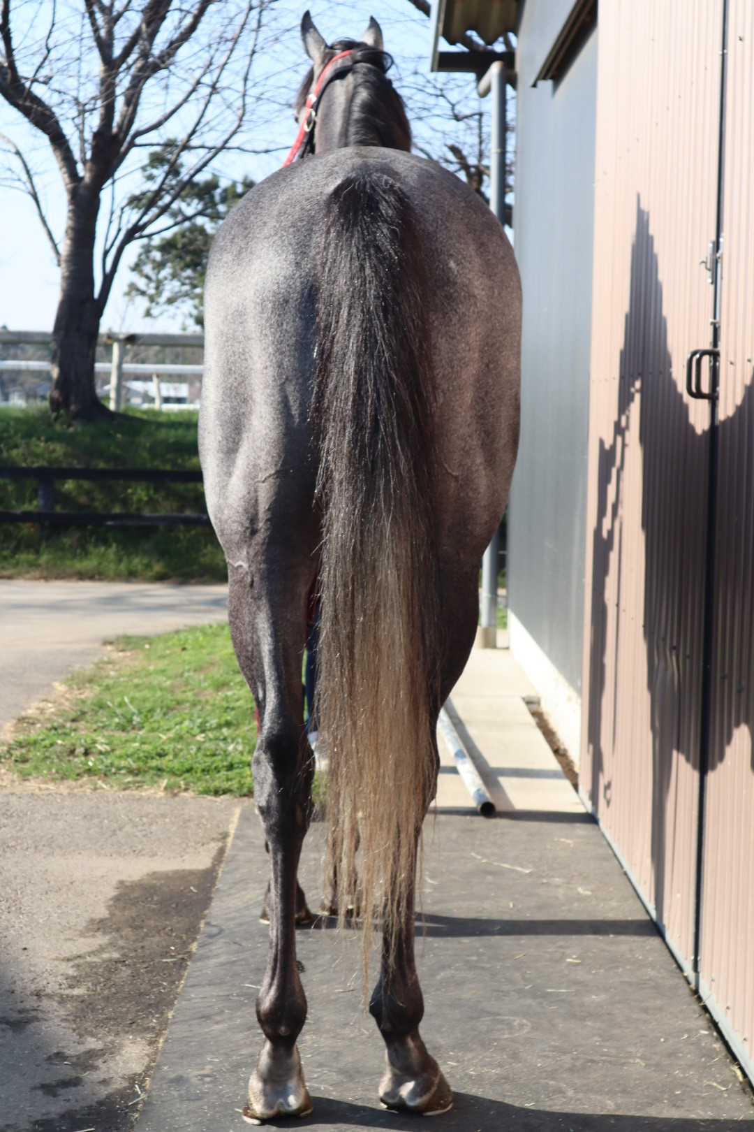 チムニースイーパー Chimney Sweeper 牡 4歳 ※地方競馬 在籍  