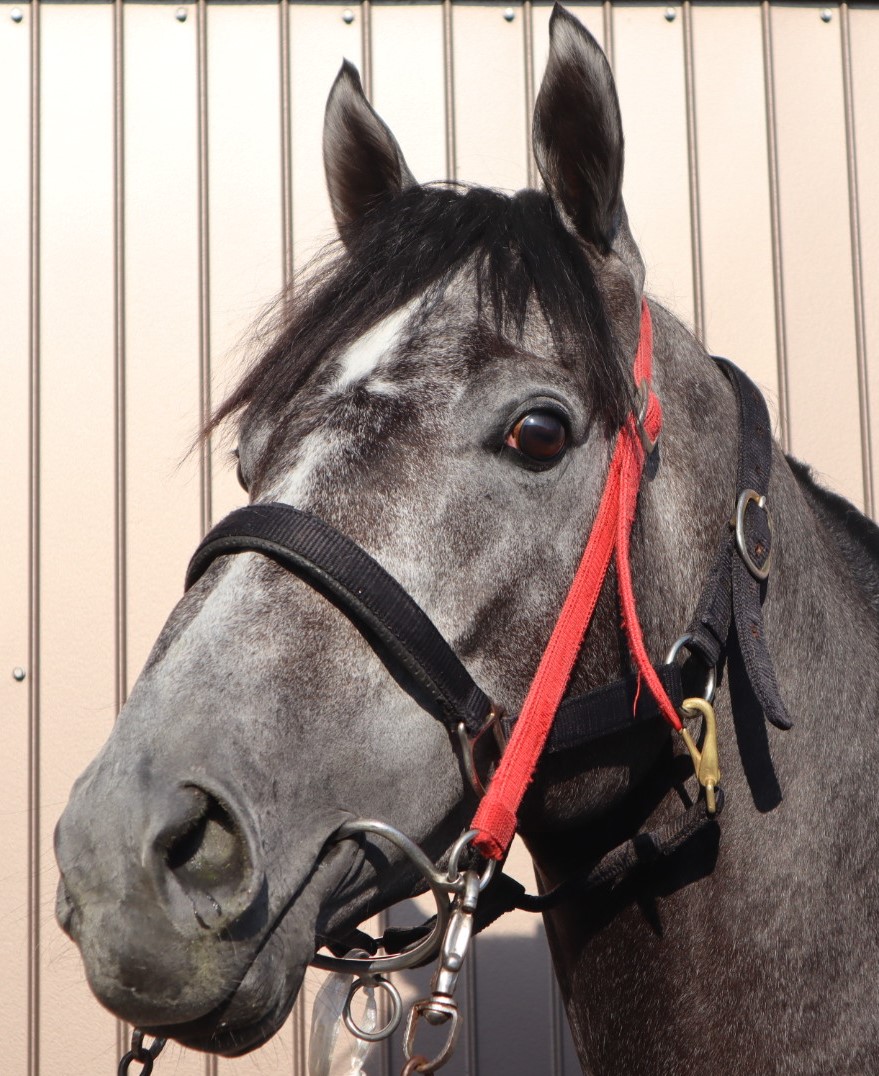 チムニースイーパー Chimney Sweeper 牡 4歳 ※地方競馬 在籍 チムニースイーパー Chimney Sweeper 牡 4歳 ※地方競馬 在籍