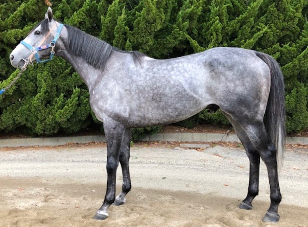 マコトキッショウ　Makoto Kissho　　牡　４歳　　※地方競馬　在籍_main1