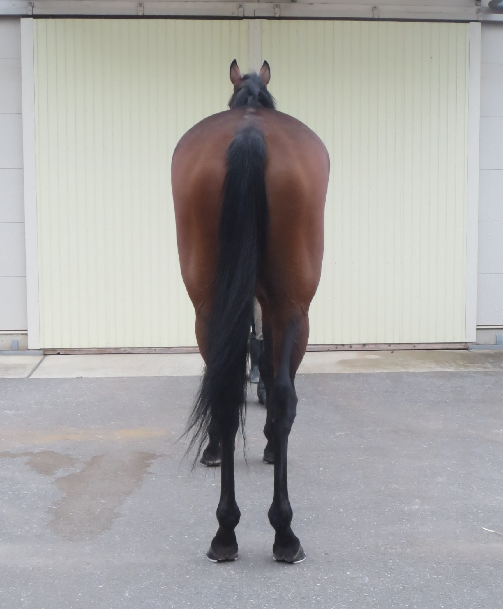 名牝馬の現地購入馬券15枚セット 名牝馬の現地購入馬券15枚セット