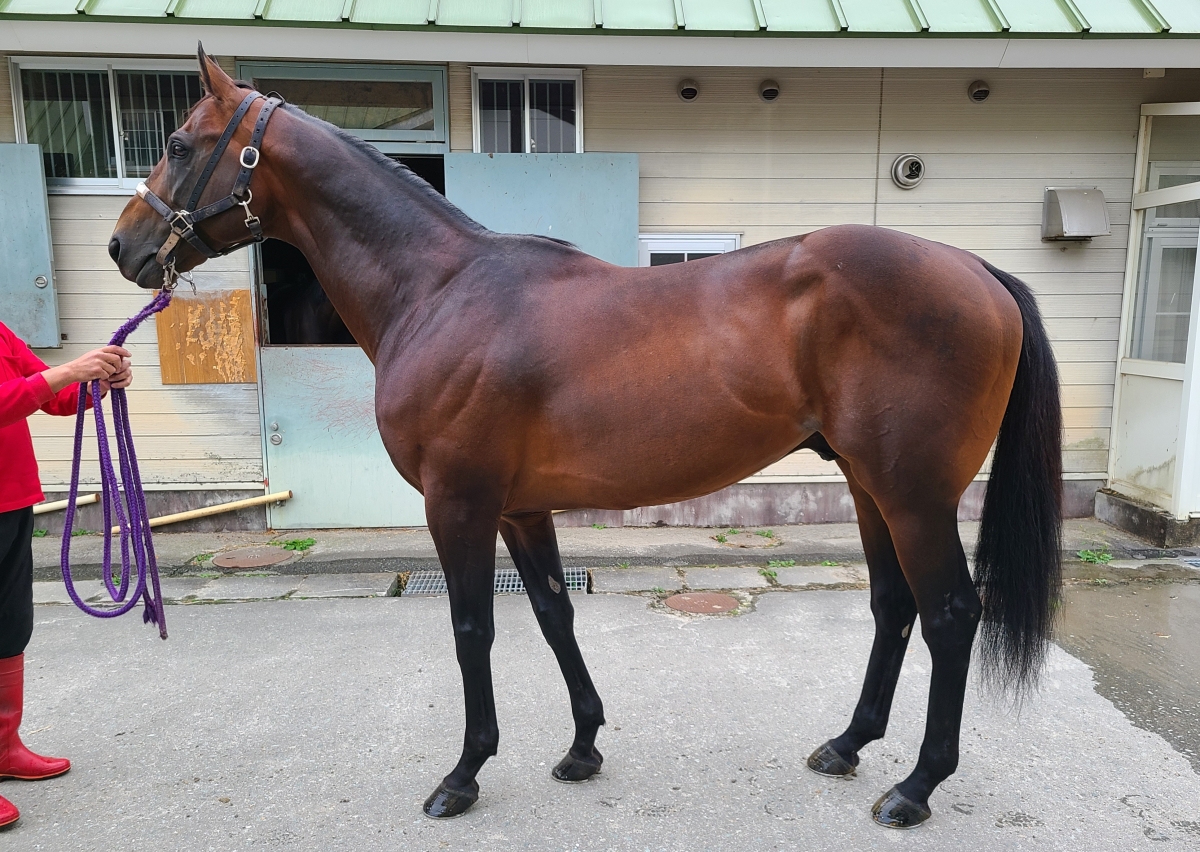 ビーザライト　Be the Light　　牡　７歳　　※地方競馬　在籍_main1