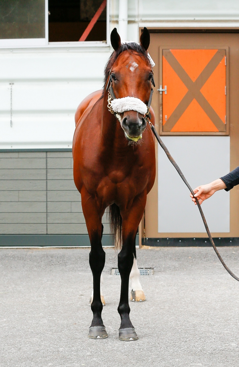 スティーン Steen 牡 ４歳 ※中央競馬 登録抹消 | サラブレッドオークション