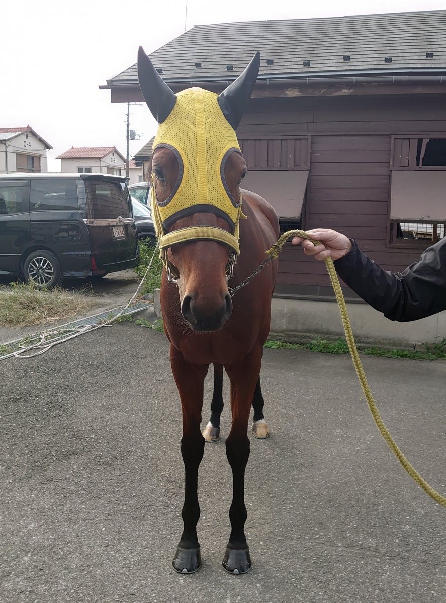 ジェーニョ Genio 牝 3歳 ※地方競馬 在籍 | サラブレッド ジェーニョ Genio 牝 3歳 ※地方競馬 在籍 | サラブレッド