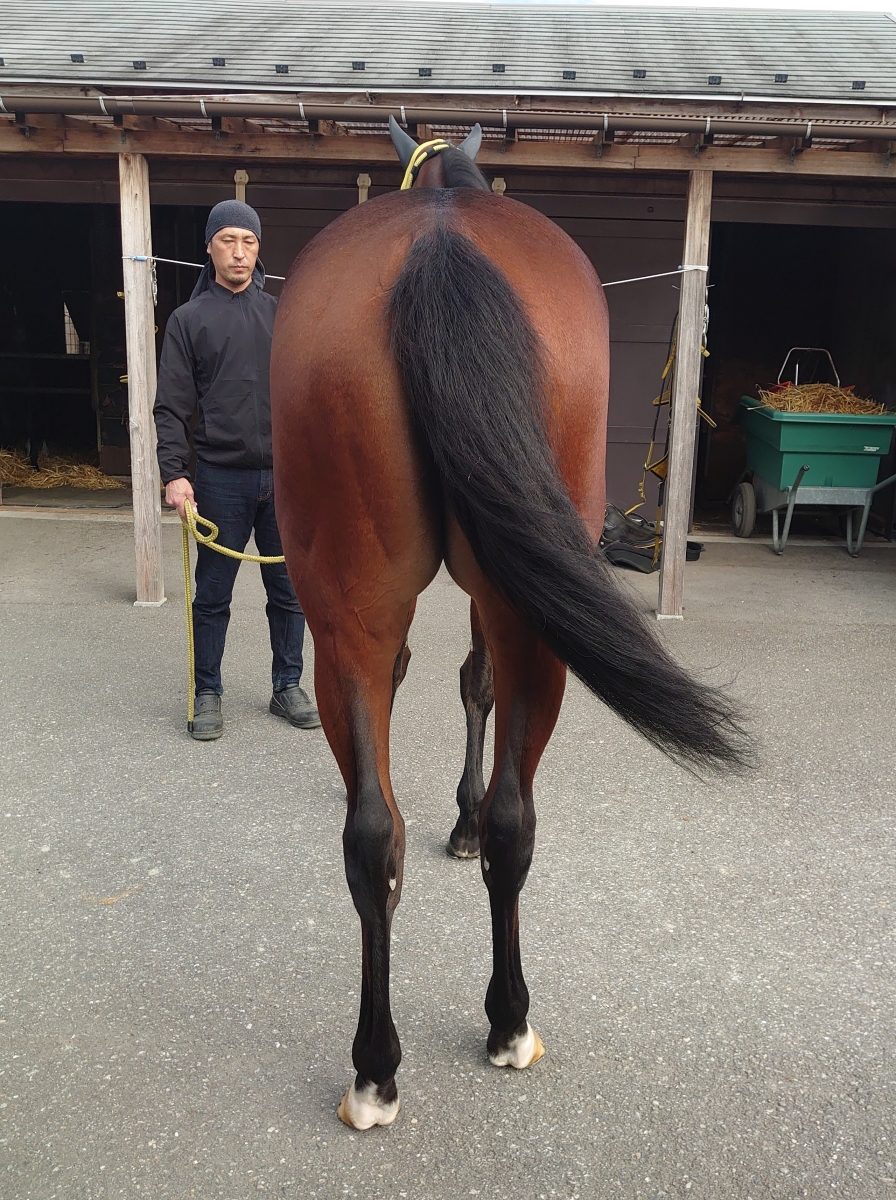 ジェーニョ Genio 牝 3歳 ※地方競馬 在籍 | サラブレッド ジェーニョ Genio 牝 3歳 ※地方競馬 在籍 | サラブレッド