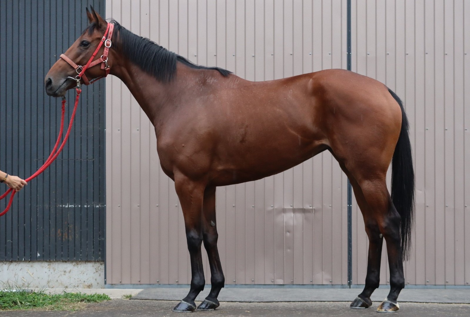 タイムオブブリス Time of Bliss 牝 4歳 ※地方競馬 在籍