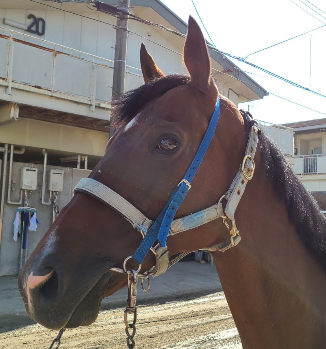 メイショウオオゼキ Meisho Ozeki セン 10歳 ※地方競馬 在籍