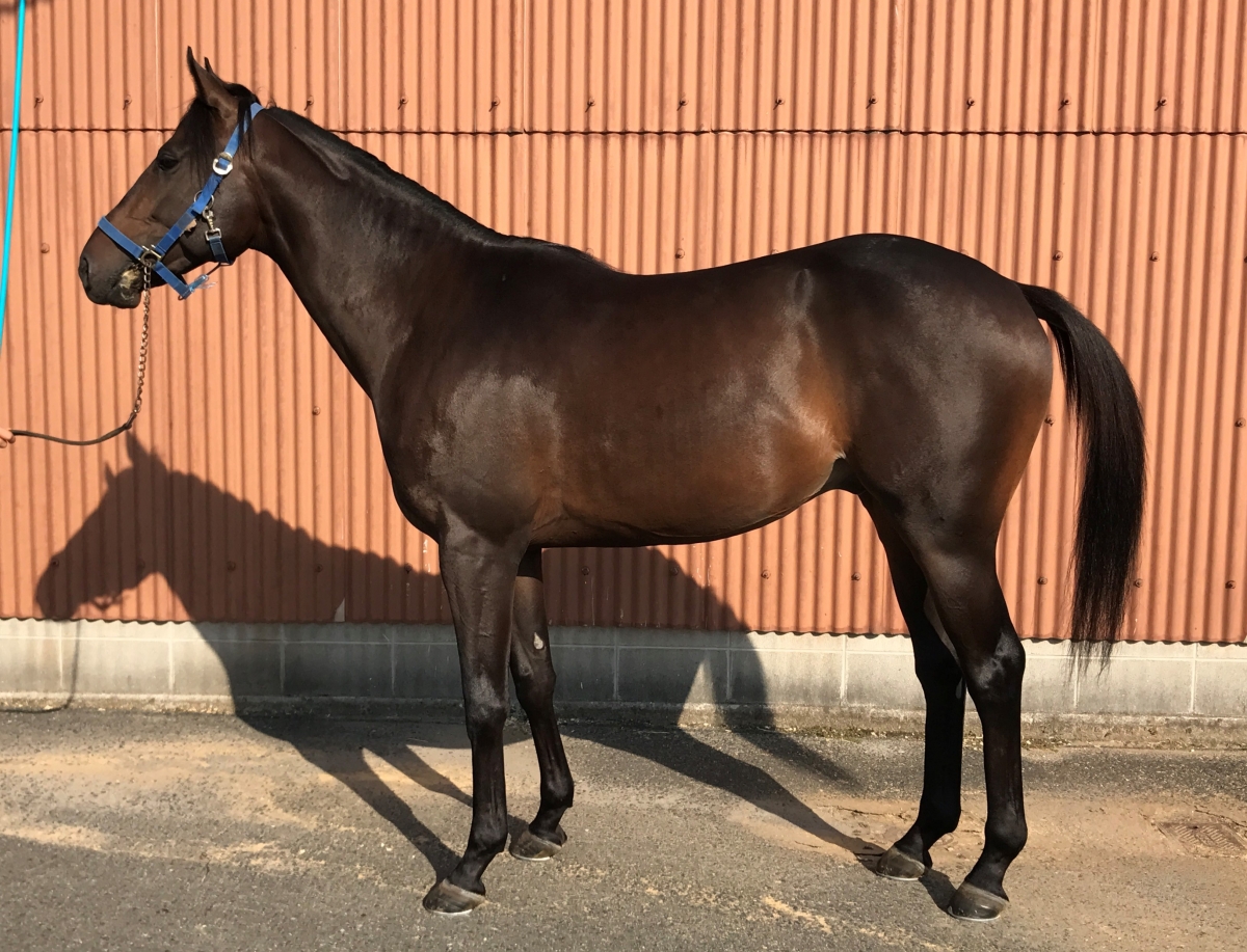 エーシンシャイナーの16 A Shin Shiner 16 牡 2歳 ※未登録の2歳馬 