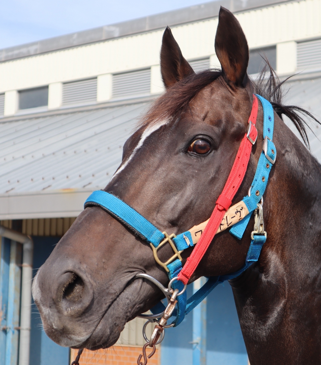 競走馬　THE VICTORY PLATINUM サラブレッド　未開封 競走馬 THE VICTORY PLATINUM サラブレッド 未開封 超希少 競走