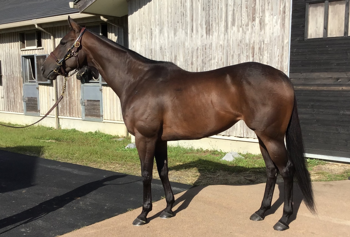 アトレヴィード　Atrevido　　牝　５歳　　※中央競馬　登録抹消_main1