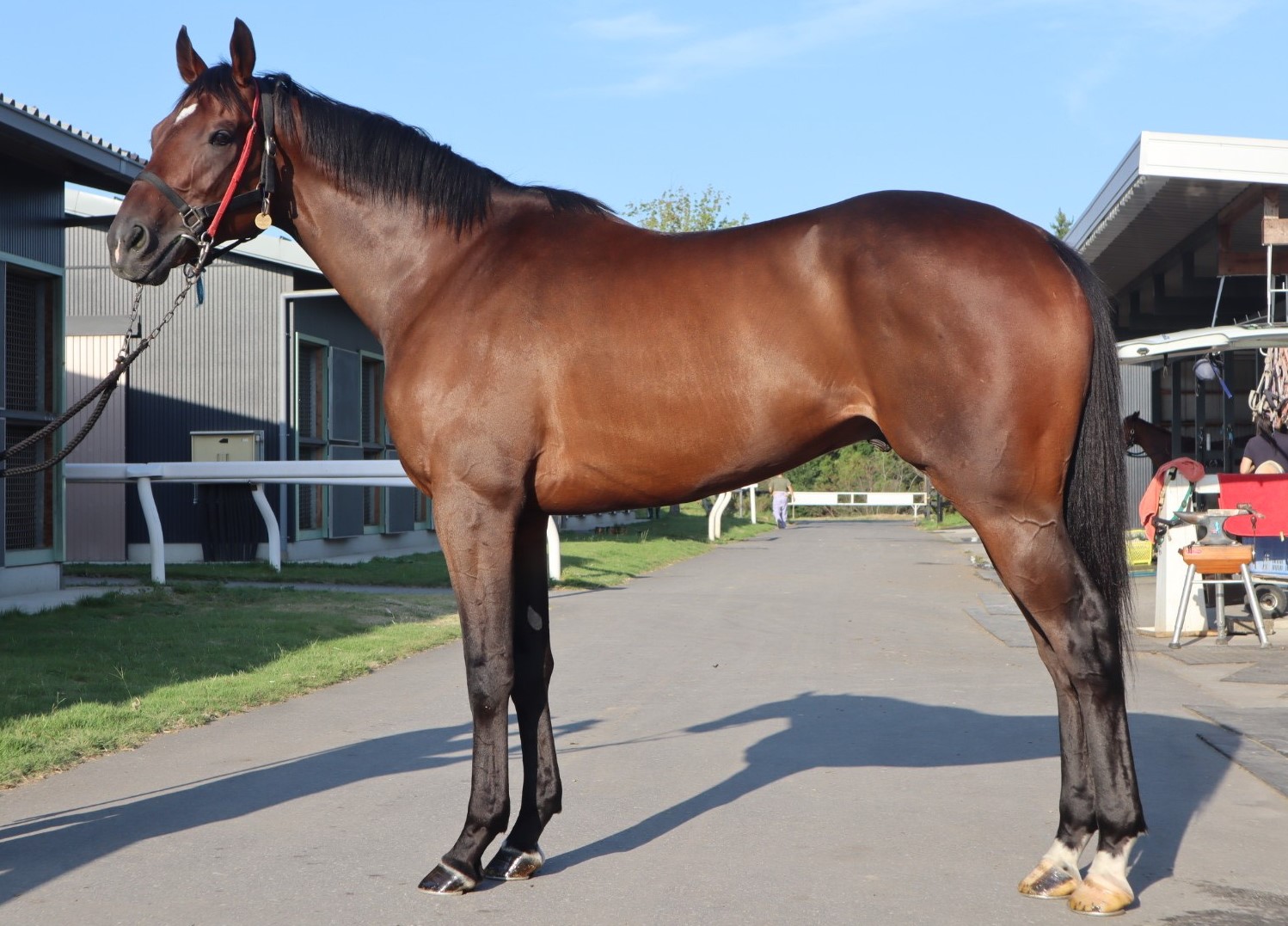 シールート　Sea Route　　セン　４歳　　※中央競馬　登録抹消_main1