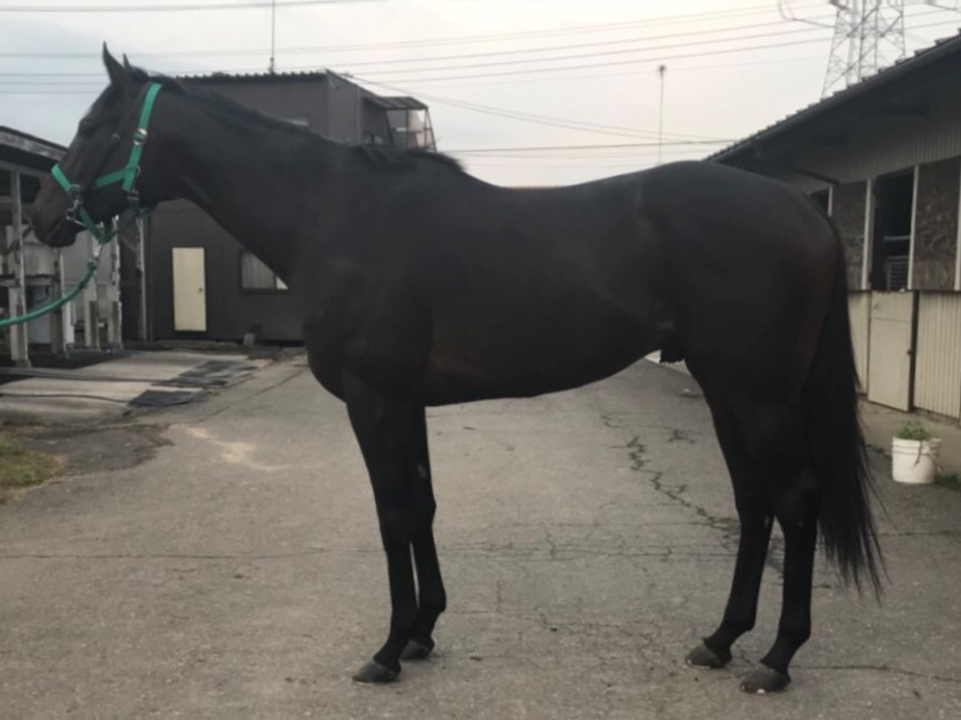 【値下げしました】日本の種牡馬録７　1995年版 値下げしました】日本の種牡馬録7 1995年版 - メルカリ