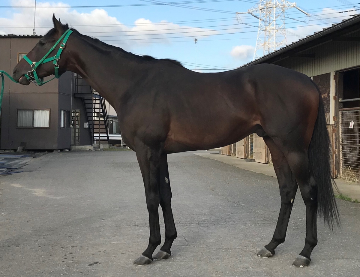 シカゴジャズ Chicago Jazz 牡 3歳 ※中央競馬 登録抹消