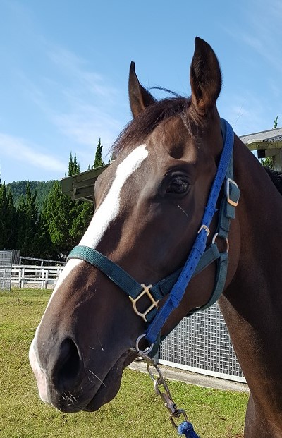 ヒシコスマー Hishi Cosmah セン 3歳 ※中央競馬 登録抹消