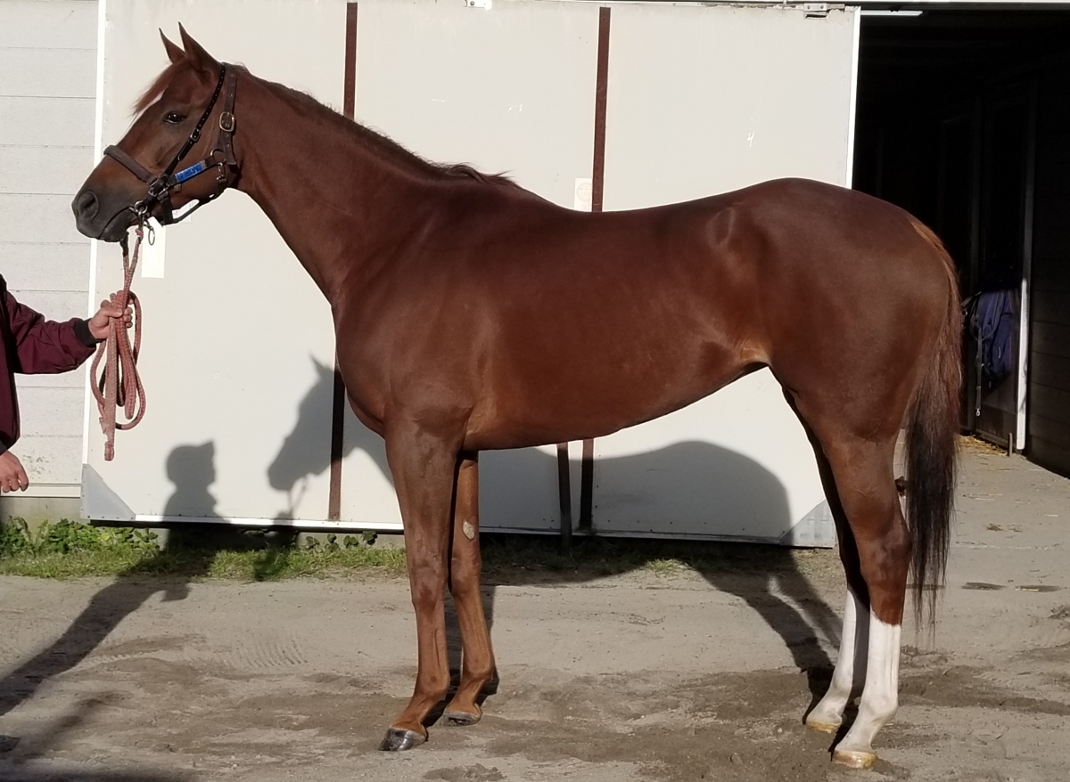 競走馬　THE VICTORY PLATINUM サラブレッド　未開封 キタサンフドー：第57回 皐月賞出走馬「サラブレッドカード 97年