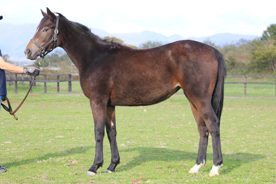 【専用】/thoroughbredサラブレットネマスタード/ロングミニラウ ラヴァーズテーラーの15 Lovers Tailor 15 牝 1歳 ※育成馬 オータム