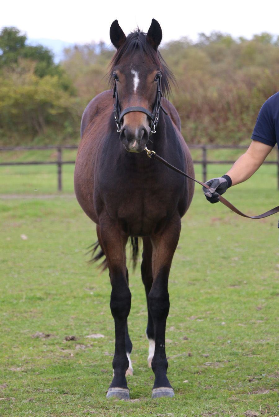 ラヴァーズテーラーの15 Lovers Tailor 15 牝 1歳 ※育成馬 オータム