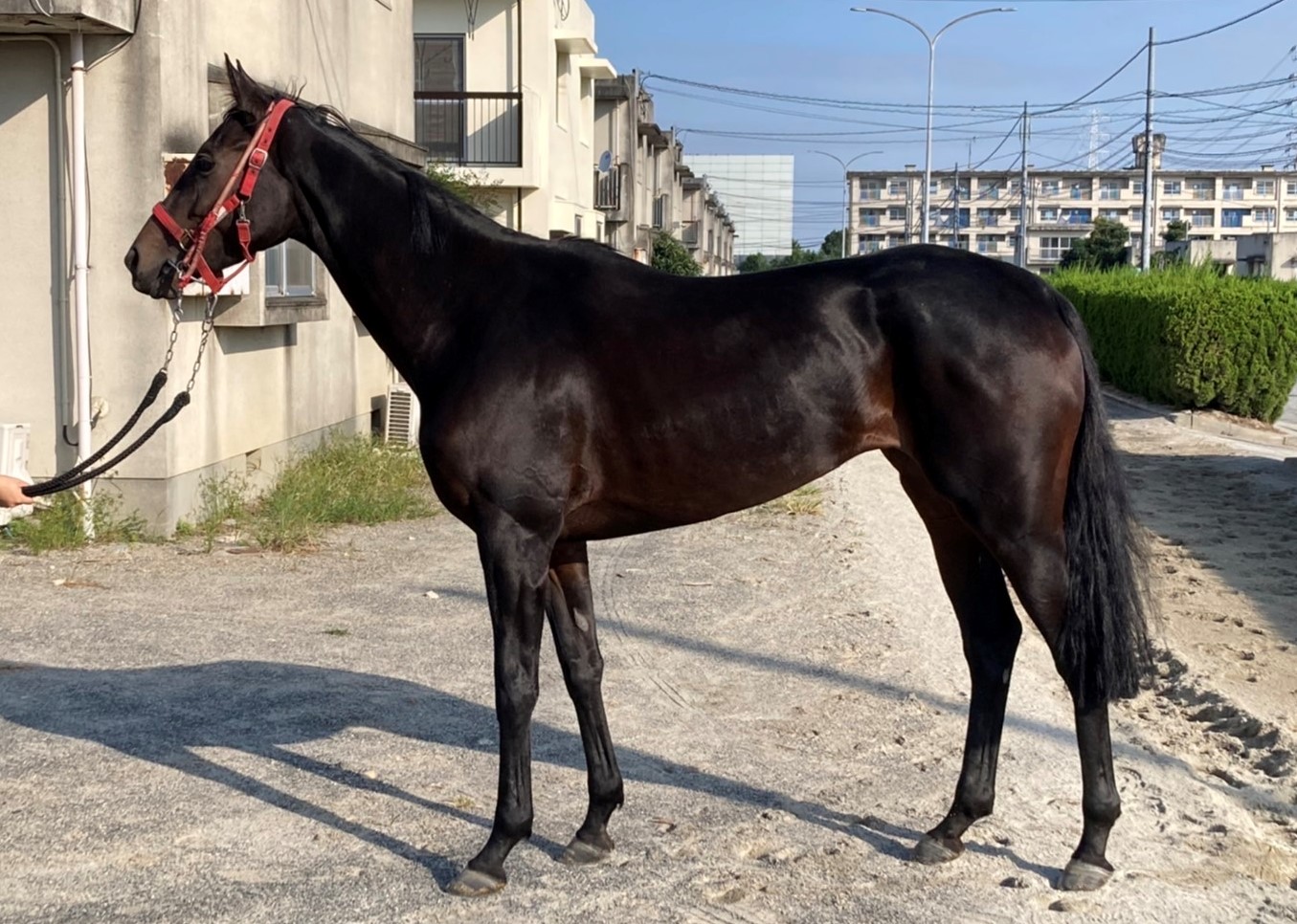 ダンシングターフ　Dancing Turf　　牝　４歳　　※地方競馬　在籍_main1