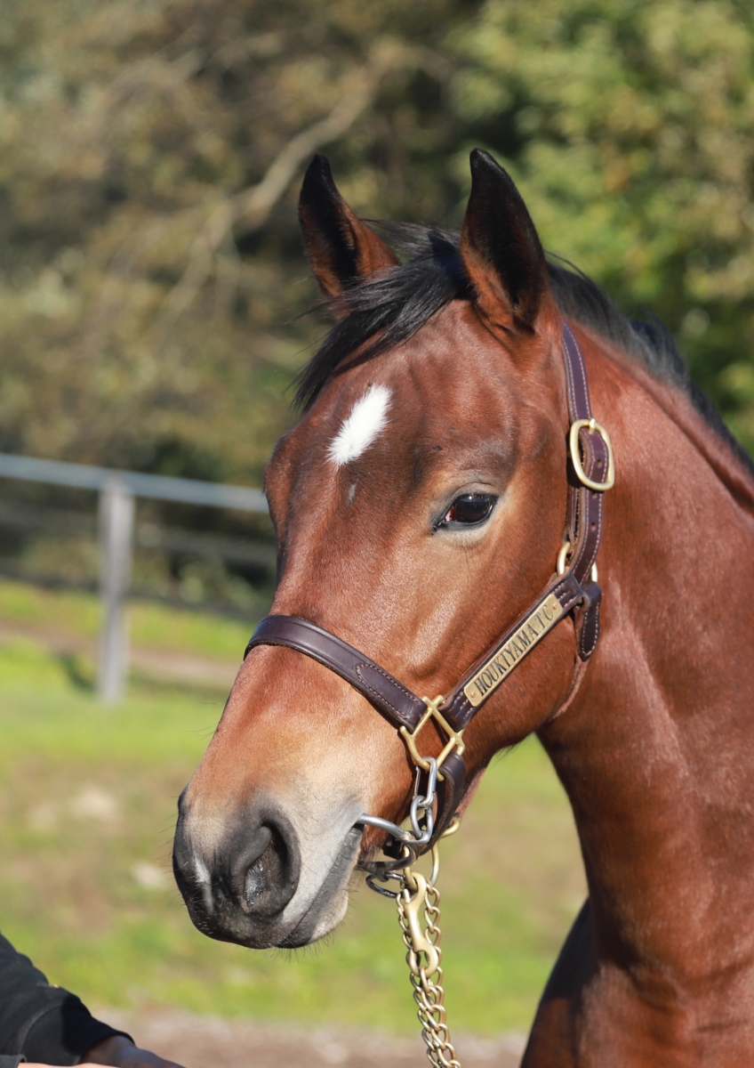 ゴールデンワトルの18 Golden Wattle 18 牝 1歳 ※後期育成中の1