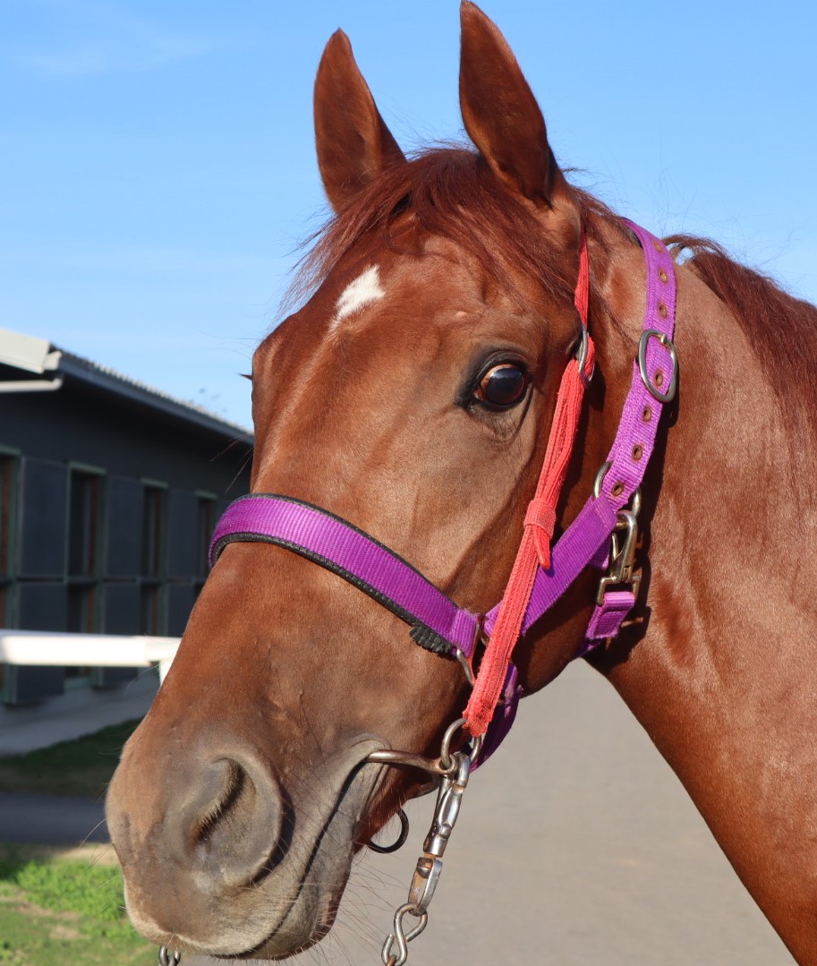 60 Years 名馬伝説 上・下セット 60YEARS名馬伝説 上 1994-2014: スーパーホースたちの栄光と遺産