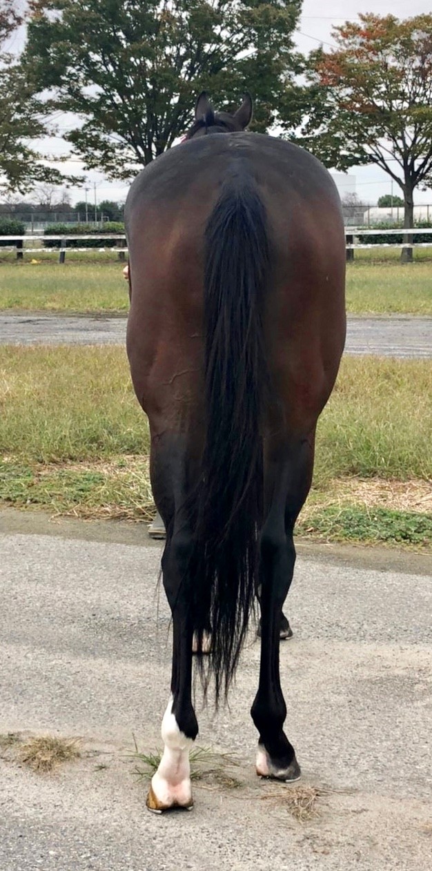 うままちページ マイネルグアンチェ Meiner Guanche 牡 5歳 ※地方競馬 在籍