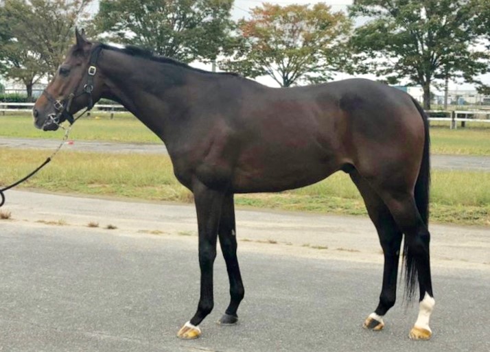 激レア 写真集 ONTHETURF2 競馬
