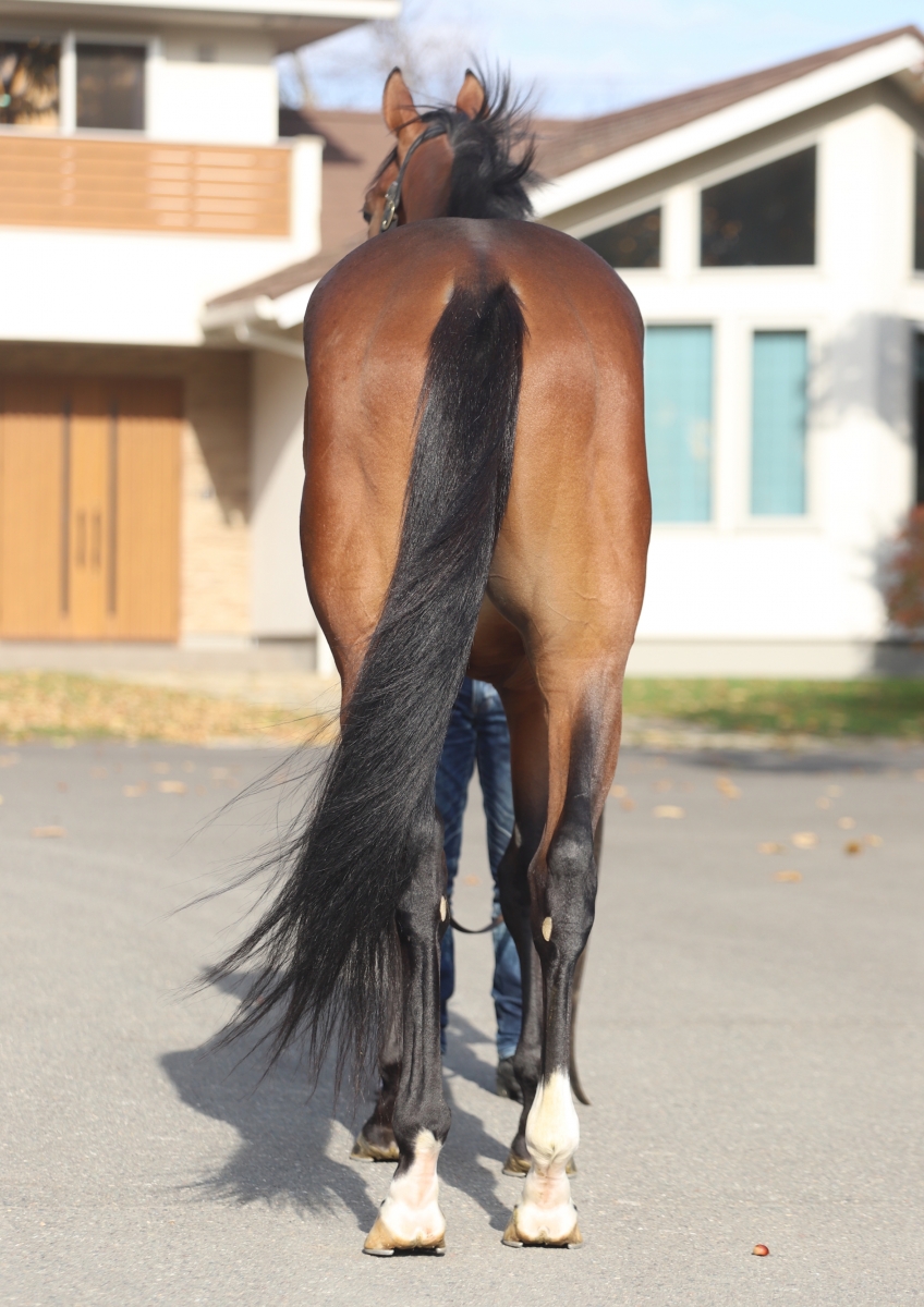オトキチペッタンコ Otokichi Pettanko 牡 2歳 ※地方競馬 在籍