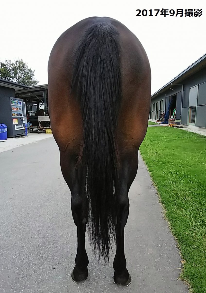 ロックランザの15 Lochranza 15 牝 2歳 ※未登録の2歳馬