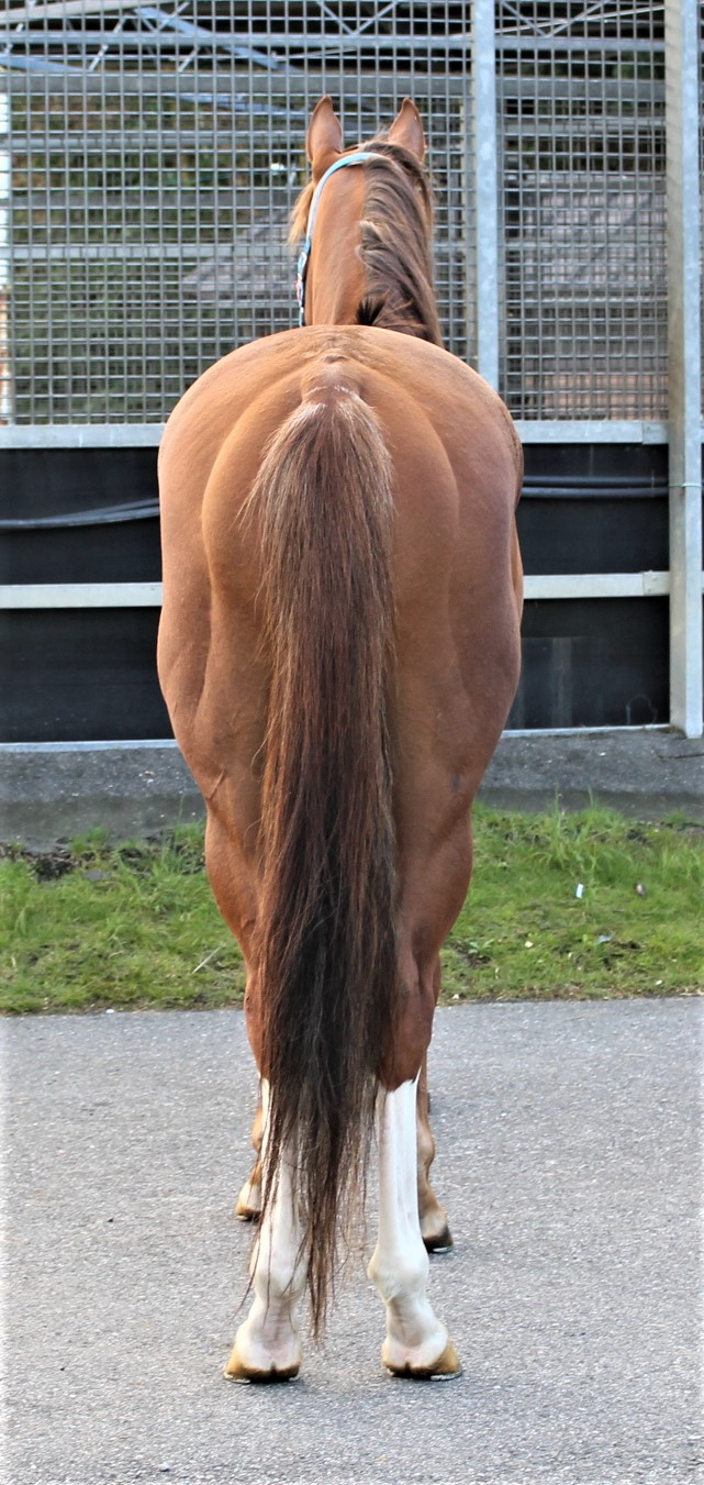 デンコウヒノマル Denko Hinomaru 牡 6歳 ※中央競馬 登録抹消