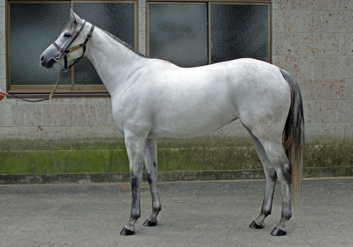 スイートザザ Sweet Zaza 牝 ５歳 ※地方競馬 登録未抹消 