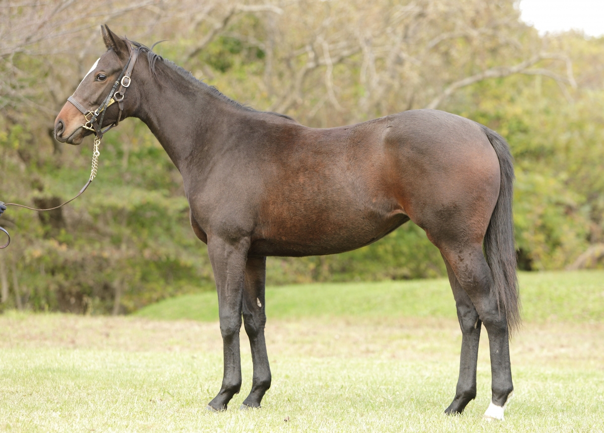 イッツマインの20 It's Mine 20 牝 1歳 ※HBAオータムセール上場の1歳