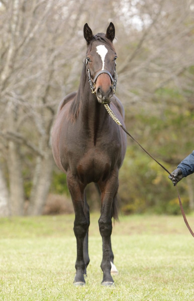 イッツマインの20 It's Mine 20 牝 1歳 ※HBAオータムセール上場の1歳
