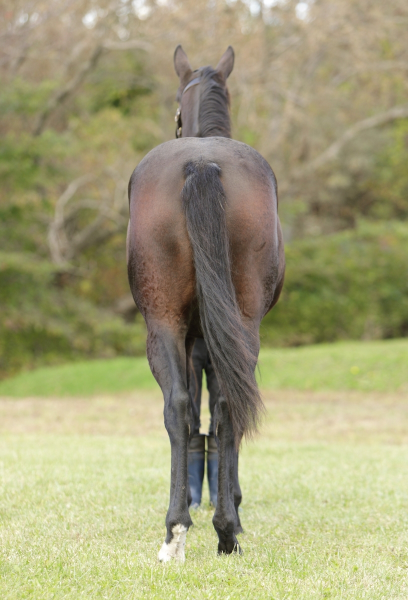 イッツマインの20 It's Mine 20 牝 1歳 ※HBAオータムセール上場の1歳