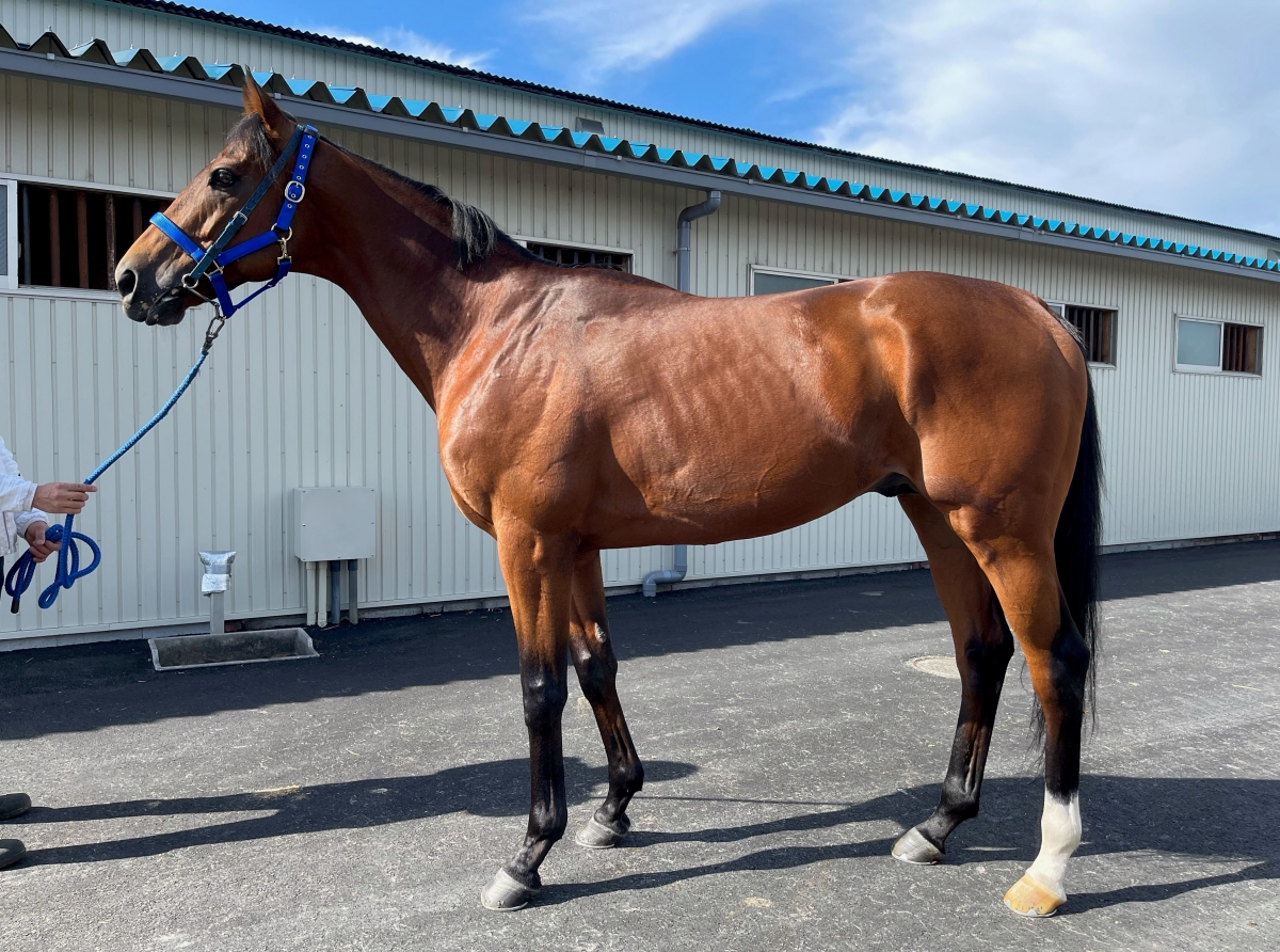 サクラバクシンオー　馬券　黒竹賞 サクラバクシンオー (Sakura Bakushin O) | 競走馬データ - netkeiba
