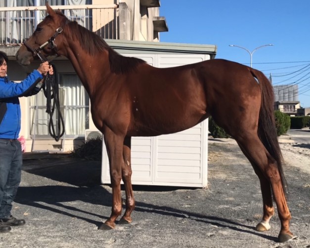 プリンセスララア　Princess Lalah　　牝　４歳　　※地方競馬　在籍_main1