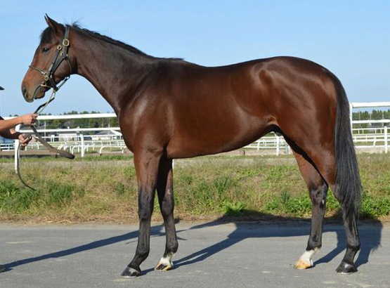 サファリ　Safari　　牡　３歳　　※中央競馬　登録抹消_main1