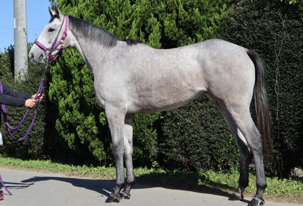 ハートサングラス Heart Sunglass 牝 2歳 ※地方競馬 在籍