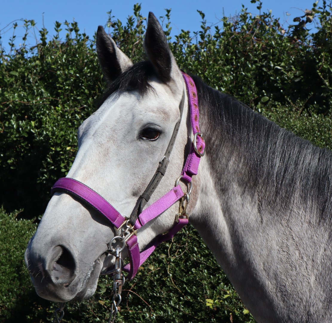 クロフネ　現地購入馬券 クロフネ 現地購入馬券 2025年最新】Yahoo!オークション -現地