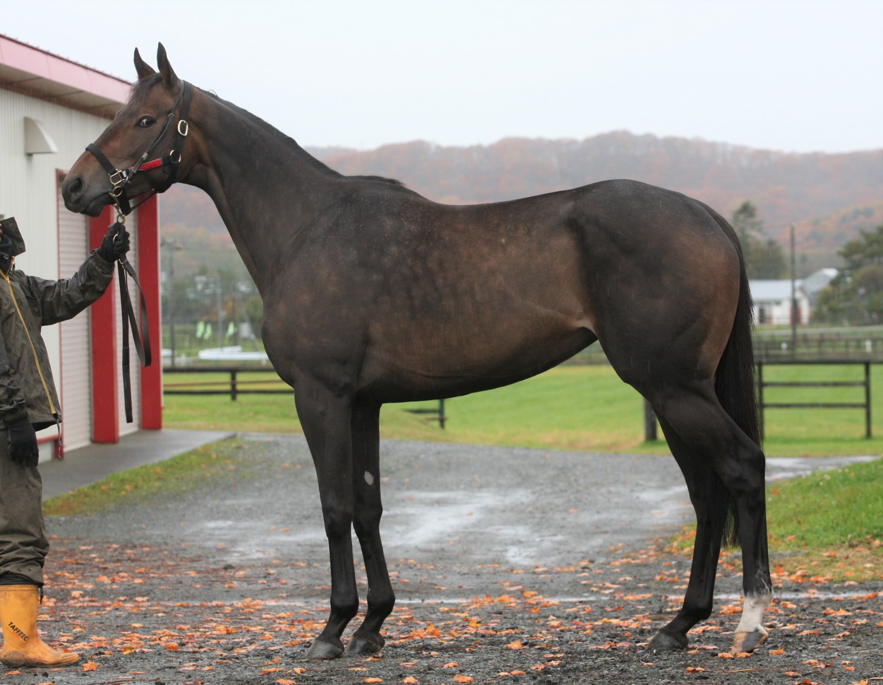 ポンドウェリスク　Pond Well Risk　　牝　４歳　　※地方競馬　在籍_main1