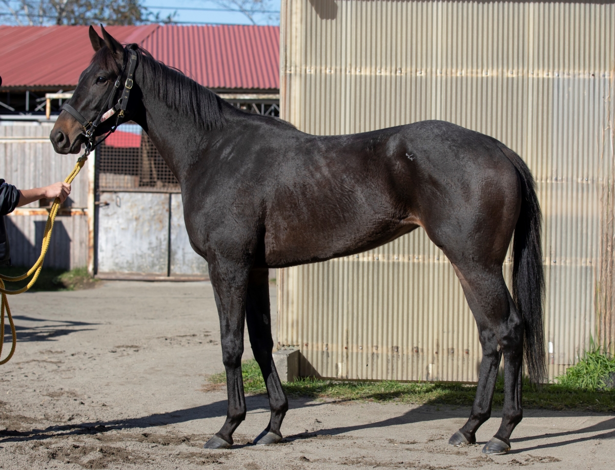 ベアーズブリーチ Bear's Breech 牝 3歳 ※門別競馬 在籍