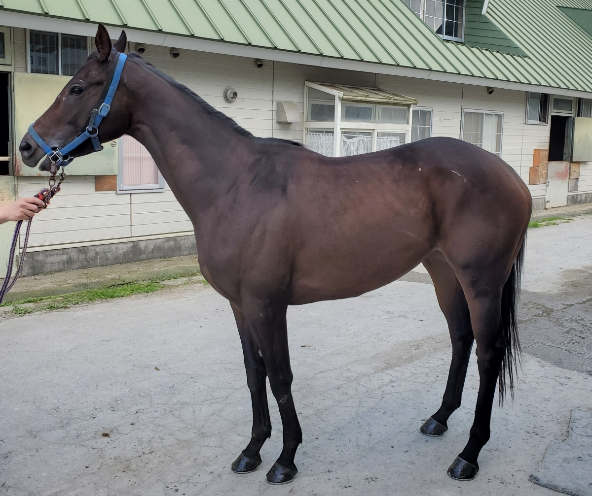 レッジョエミリア　Reggio Emilia　　牝　３歳　　※繁殖牝馬（空胎）_main1
