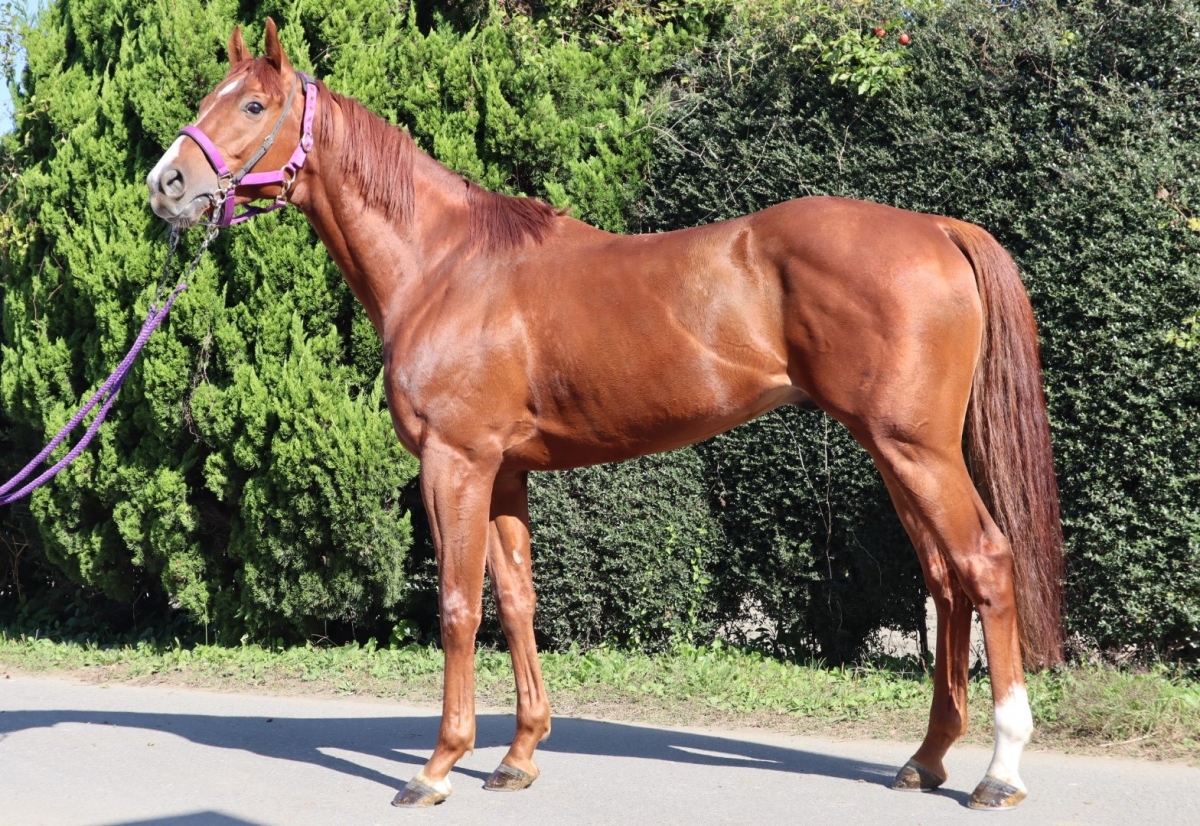 ブッカープライズ　Booker Prize　　牡　３歳　　※地方競馬　在籍_main1